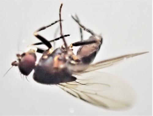 Spelobia sp.